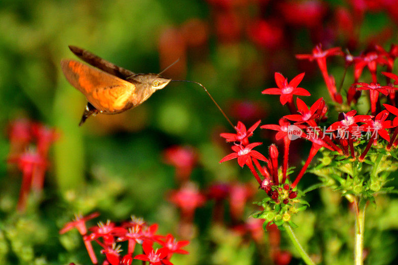 Pentas lanceolata和蜂鸟鹰蛾